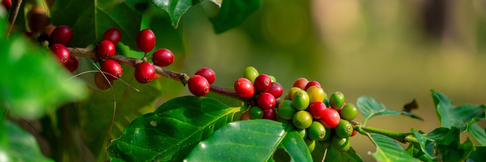 Arabica kaffebær på en kaffebusk 