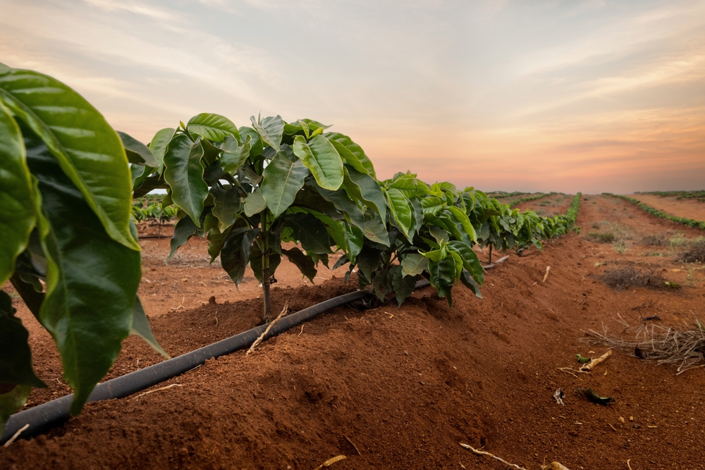 unge robusta kaffebusker rød jord